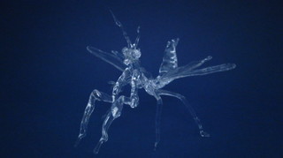 カマキリ(小).jpg