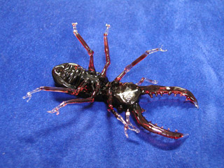 kuwa_c_07.jpg