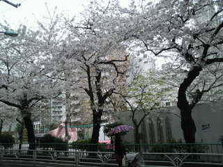 会社近くの桜